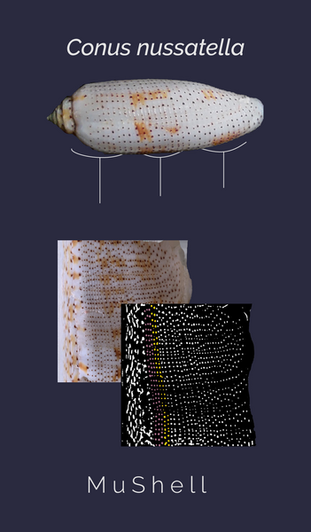 conus_nussatella_poster.png conus_nussatella_poster.png