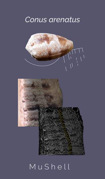 conus_arenatus_poster-001.png conus_arenatus_poster-001.png
