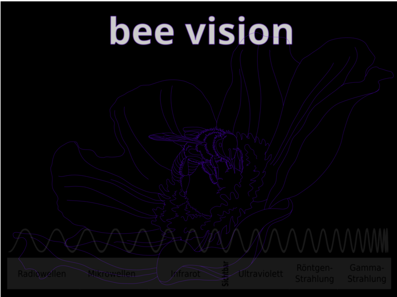 beevisionbackground.png beevisionbackground.png